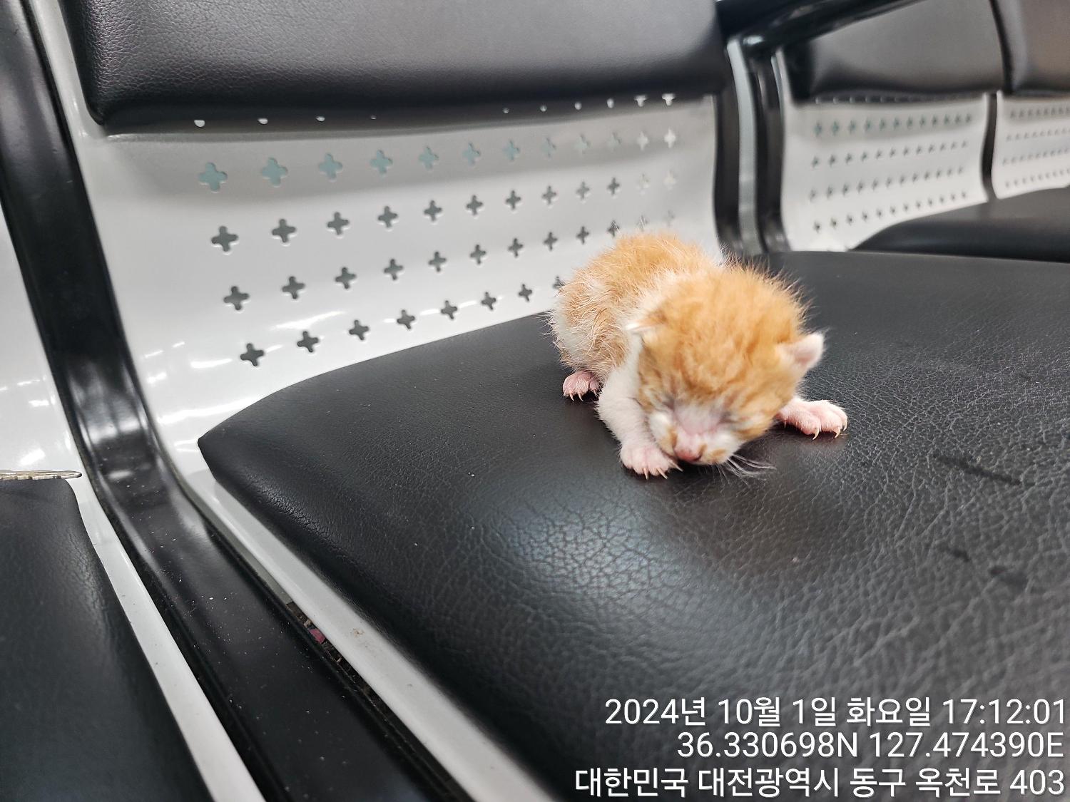 대전동물보호센터_430364202400755